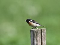 Saxicola rubicola 93, Roodborsttapuit, Saxifraga-Luuk Vermeer