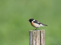 Saxicola rubicola 97, Roodborsttapuit, Saxifraga-Luuk Vermeer