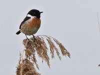 Saxicola rubicola 99, Roodborsttapuit, Saxifraga-Luuk Vermeer