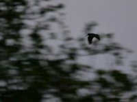 Scolopax rusticola 5, Houtsnip, Saxifraga-Tom Heijnen