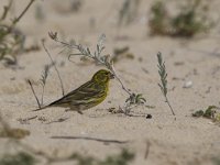 europese kanarie, Serin  europese kanarie, Serin : europese kanarie, lente, Algarve, coast, Europa, Serin, Zuid-Europa, Portugal, Iberisch Schiereiland, nature, voorjaar, kust, spring, natuur, april