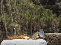 Serinus canaria 4, Kanarie, Saxifraga-Rob Felix : Animalia, Aves, Chordata, animal, bird, dier, dieren, gewervelde dieren, vertebraat, vertebrate, vogel, vogels