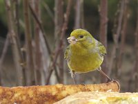 Serinus canaria 6, Kanarie, Saxifraga-Rob Felix : Animalia, Aves, Chordata, animal, bird, dier, dieren, gewervelde dieren, vertebraat, vertebrate, vogel, vogels