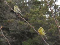 Serinus canaria 7, Kanarie, Saxifraga-Rob Felix : Animalia, Aves, Chordata, animal, bird, dier, dieren, gewervelde dieren, vertebraat, vertebrate, vogel, vogels