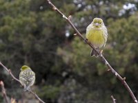 Serinus canaria 8, Kanarie, Saxifraga-Rob Felix : Animalia, Aves, Chordata, animal, bird, dier, dieren, gewervelde dieren, vertebraat, vertebrate, vogel, vogels