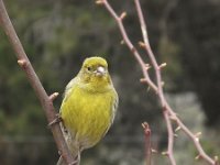 Serinus canaria 9, Kanarie, Saxifraga-Rob Felix : Animalia, Aves, Chordata, animal, bird, dier, dieren, gewervelde dieren, vertebraat, vertebrate, vogel, vogels