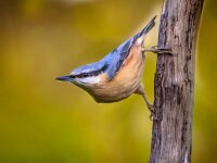 European nuthatch clinging on branch  Eurasian nuthatch, wood nuthatch (Sitta europaea) clinging upside down to a branch : Avian, Netherlands, acrobatic, animal, background, beak, bill, bird, birdwatching, black, blue, branch, british, brown, climb, climber, closeup, environment, europaea, europe, european, eye, fauna, forest, french, garden, german, green, grey, landscape, life, log, natural, nature, nuthatch, ornithology, outdoor, perch, portrait, profile, scandinavian, single, sitta, stripe, tree, upside, wild, wildlife, wood, woodland
