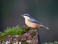 Sitta europaea 51, Boomklever, Saxifraga-Luuk Vermeer