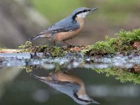 Sitta europaea 88, Boomklever, Saxifraga-Luuk Vermeer