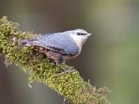 Sitta europaea 97, Boomklever, Saxifraga-Luuk Vermeer