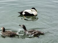 Somateria mollissima 101, Eidereend, adult, Saxifraga-Theo Verstrael