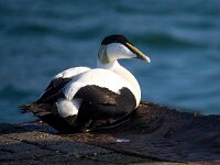 Somateria mollissima 44, Eidereend, Saxifraga-Bart Vastenhouw