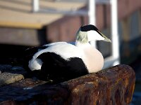 Somateria mollissima 45, Eidereend, Saxifraga-Bart Vastenhouw