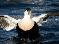 Somateria mollissima 49, Eidereend, Saxifraga-Bart Vastenhouw