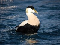 Somateria mollissima 50, Eidereend, Saxifraga-Bart Vastenhouw