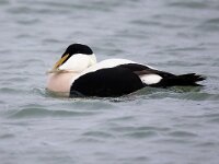 Somateria mollissima 55, Eidereend, Saxifraga-Bart Vastenhouw