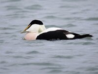 Somateria mollissima 58, Eidereend, Saxifraga-Bart Vastenhouw