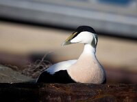 Somateria mollissima 67, Eidereend, Saxifraga-Bart Vastenhouw