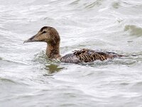 Somateria mollissima 68, Eidereend, Saxifraga-Bart Vastenhouw