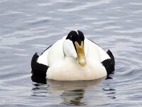 Somateria mollissima 77, Eidereend, Saxifraga-Bart Vastenhouw