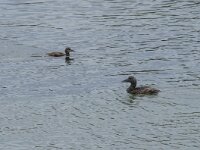 Somateria mollissima 85, Eider, Saxifraga-Willem van Kruijsbergen