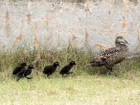 Somateria mollissima 90, Eidereend, adult, female with chickens, Saxifraga-Theo Verstrael