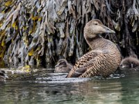 Somateria mollissima 91, Eidereend, adult, female with chickens, Saxifraga-Theo Verstrael