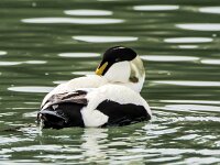 Somateria mollissima 94, Eidereend, adult, male, Saxifraga-Theo Verstrael