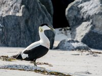 Somateria mollissima 95, Eidereend, adult, male, Saxifraga-Theo Verstrael