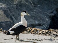 Somateria mollissima 98, Eidereend, adult, male, Saxifraga-Theo Verstrael