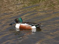 Slobeend  Slobeend in de Putterpolder : Anas clypeata