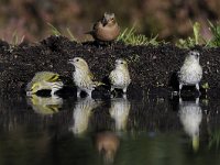 Spinus spinus 31, Sijs, Saxifraga-Luuk Vermeer