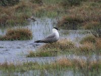 Stercorarius longicaudus 10, Kleinste jager, Saxifraga-Dirk Hilbers