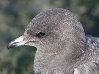 Stercorarius longicaudus 11, juvenile, Kleinste jager, Saxifraga-Peter Meininger