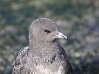 Stercorarius longicaudus 12, juvenile, Kleinste jager, Saxifraga-Peter Meininger