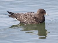 Stercorarius longicaudus 13, juvenile, Kleinste jager, Saxifraga-Peter Meininger