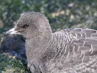 Stercorarius longicaudus 14, juvenile, Kleinste jager, Saxifraga-Peter Meininger