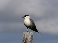 Stercorarius longicaudus 2, Kleinste jager, Saxifraga-Dirk Hilbers