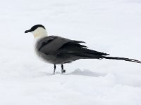 Stercorarius longicaudus 21, Kleinste jager, Saxifraga-Bart Vastenhouw