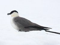 Stercorarius longicaudus 24, Kleinste jager, Saxifraga-Bart Vastenhouw