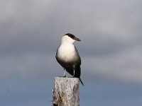 Stercorarius longicaudus 3, Kleinste jager, Saxifraga-Dirk Hilbers