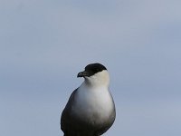 Stercorarius longicaudus 4, Kleinste jager, Saxifraga-Dirk Hilbers