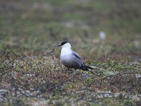 Stercorarius longicaudus 8, Kleinste jager, Saxifraga-Dirk Hilbers