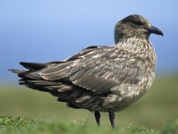 Stercorarius skua 1, Grote jager, Saxifraga-Janus Verkerk