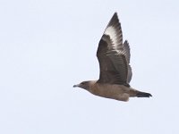 Stercorarius skua 10, Grote jager, juvenile, Saxifraga-Mark Zekhuis