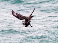 Stercorarius skua 11, Grote jager, Saxifraga-Bart Vastenhouw