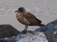 Stercorarius skua 2, Grote Jager, Saxifraga-Peter Meininger