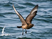 Stercorarius skua 3, Grote jager, Saxifraga-Bart Vastenhouw