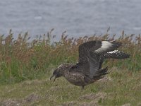 Stercorarius skua 4, Grote jager, Saxifraga-Kees van Berkel : Blue Elephant