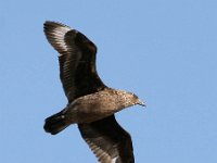 Stercorarius skua 5, Grote jager, Saxifraga-Bart Vastenhouw